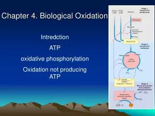 Chapter 4. Biological Oxidation