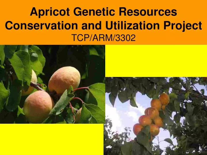 apricot genetic resources conservation and utilization project tcp arm 3302