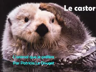 le castor