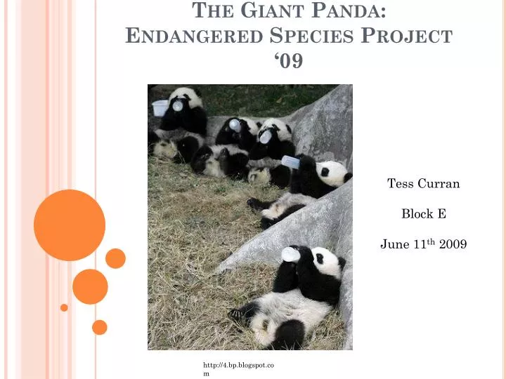 the giant panda endangered species project 09