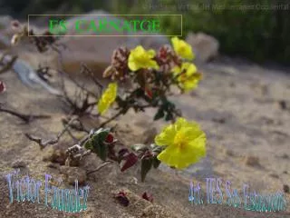 es carnatge