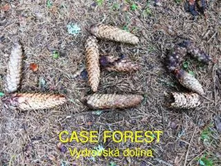 case forest