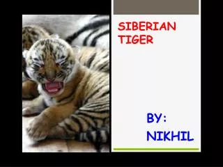 SIBERIAN TIGER