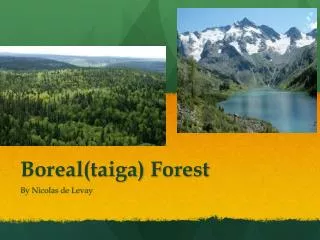 Boreal (taiga) Forest