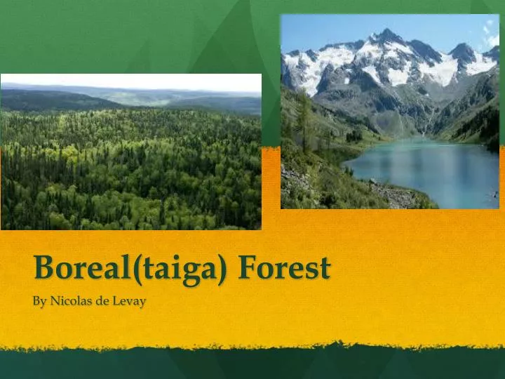boreal taiga forest