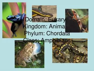Domain: Eukarya Kingdom: Animalia Phylum: Chordata Class: Amphibians