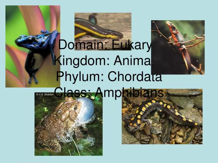 domain eukarya kingdom animalia phylum chordata class amphibians