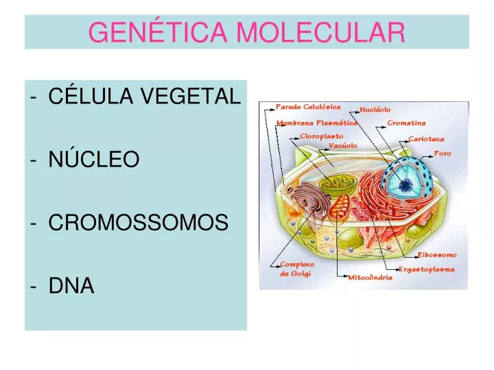 gen tica molecular