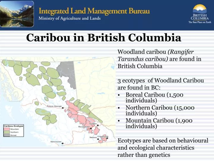 caribou in british columbia