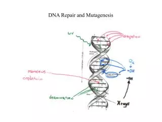 DNA Repair and Mutagenesis
