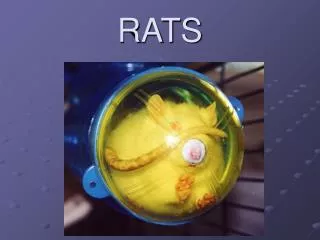 RATS