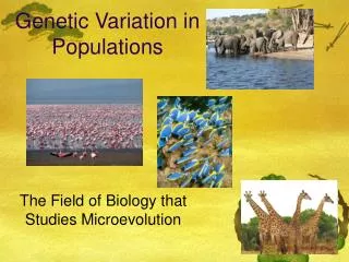 Genetic Variation in Populations