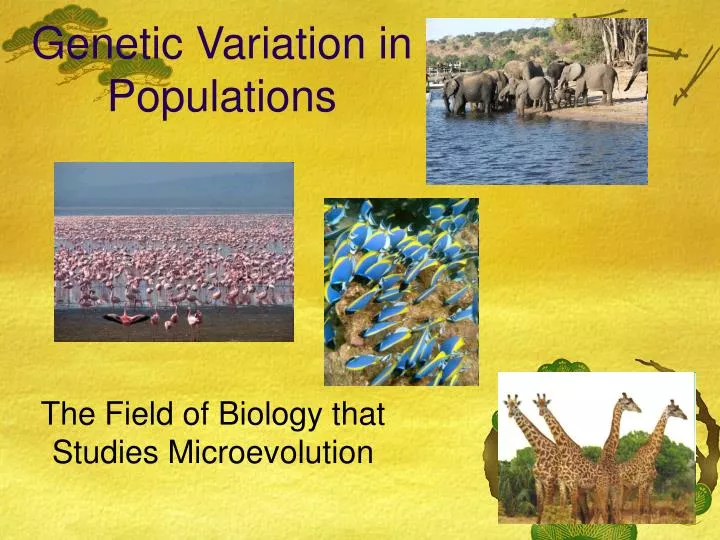 genetic variation in populations