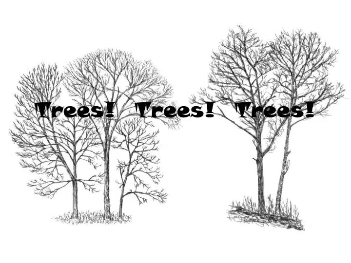 trees trees trees