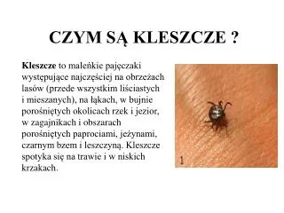 czym s kleszcze