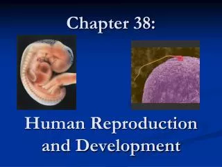 Chapter 38: Human Reproduction and Development