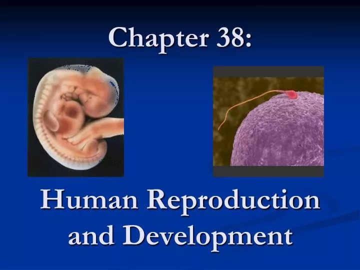 chapter 38 human reproduction and development