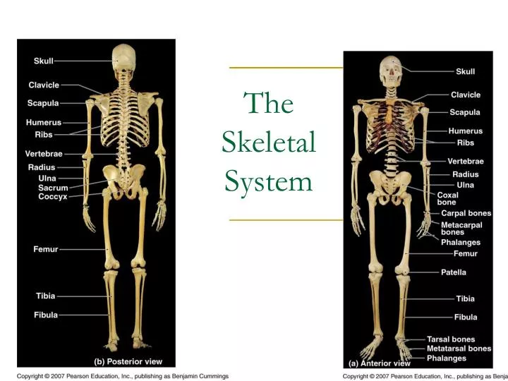 the skeletal system