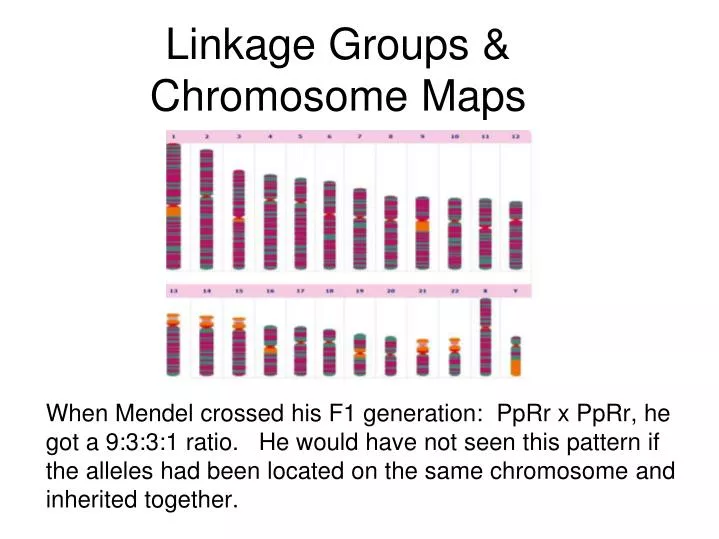 linkage groups chromosome maps