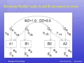 Bivariate Model: traits A and B measured in twins
