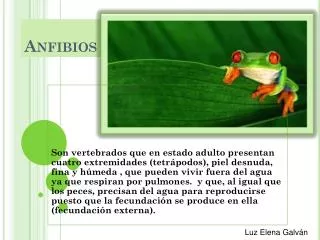 anfibios