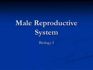 Male Reproductive System