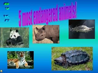 5 most endangered animals!