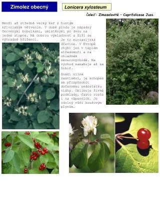 zimolez obecn