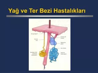 ya ve ter bezi hastal klar