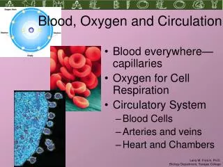 Blood, Oxygen and Circulation