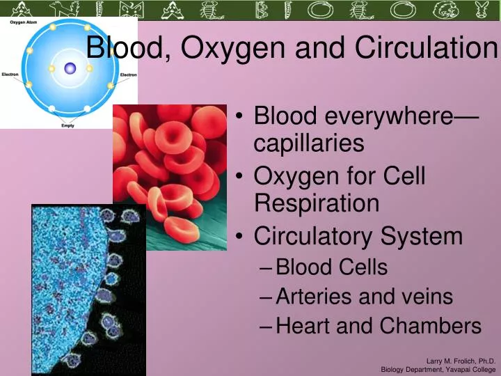 blood oxygen and circulation