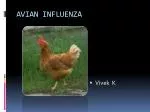AVIAN INFLUENZA - slide 1