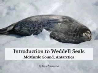 Introduction to Weddell Seals McMurdo Sound, Antarctica
