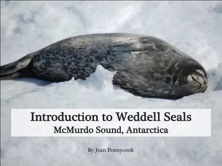 introduction to weddell seals mcmurdo sound antarctica