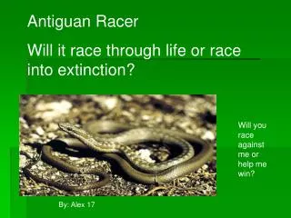 Antiguan Racer Will it race through life or race into extinction?