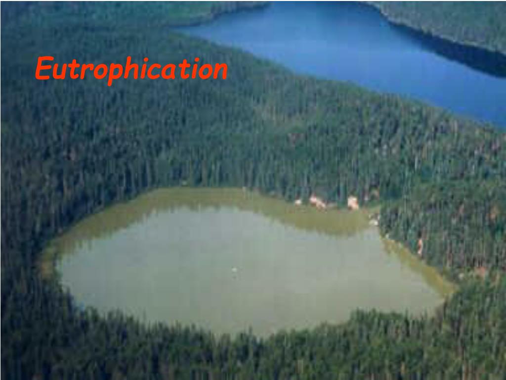 PPT - Eutrophication PowerPoint Presentation, free download - ID:4291608