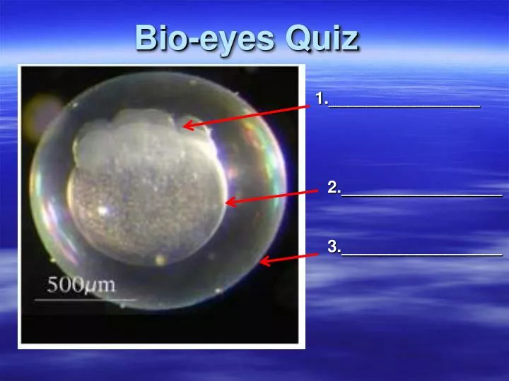 bio eyes quiz