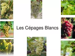 les c pages blancs