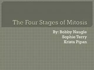 The Four Stages of Mitosis