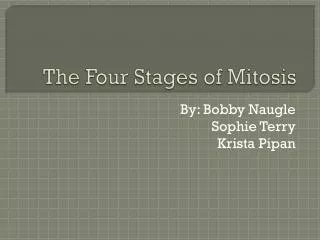 the four stages of mitosis