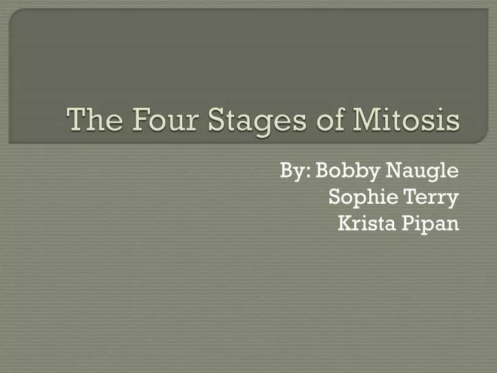 the four stages of mitosis