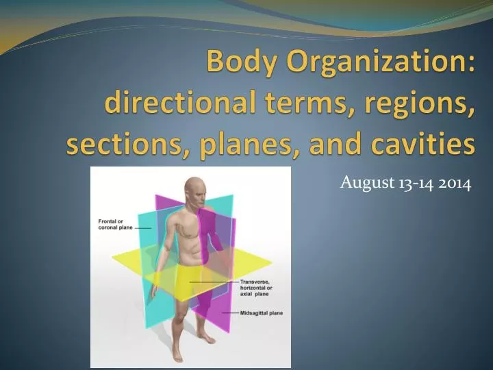 body organization directional terms regions sections planes and cavities