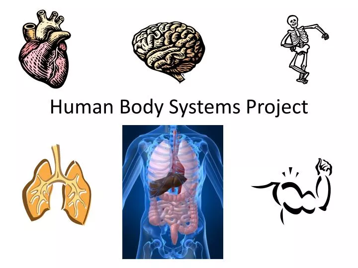 human body systems project