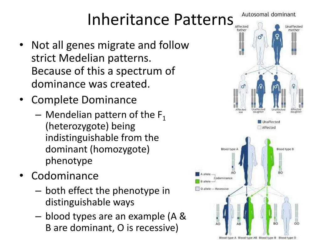 PPT - Inheritance Patterns PowerPoint Presentation, free download - ID ...