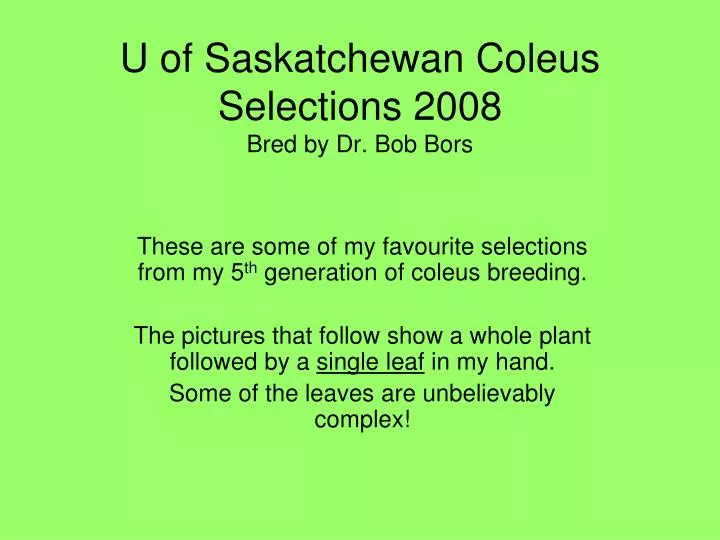 u of saskatchewan coleus selections 2008 bred by dr bob bors