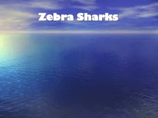 Zebra Sharks