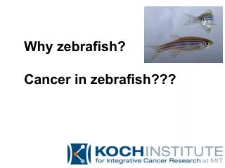 Why zebrafish ? Cancer in zebrafish ???