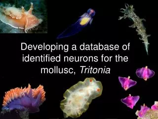 Developing a database of identified neurons for the mollusc, Tritonia