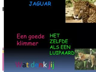 jaguar