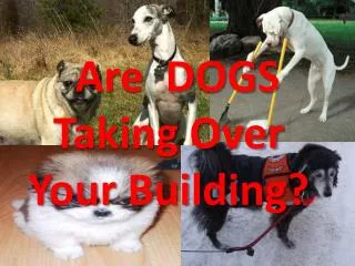 Are DOGS Taking Over Your Building?